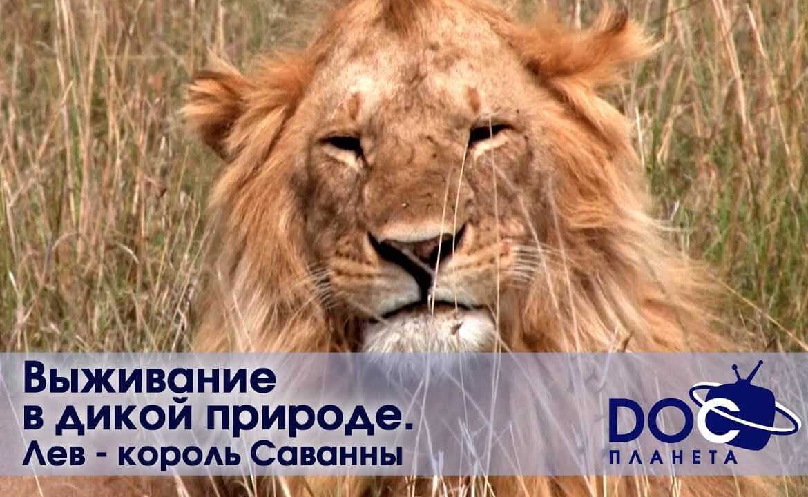 Выживание в дикой природе - Лев - король саванны